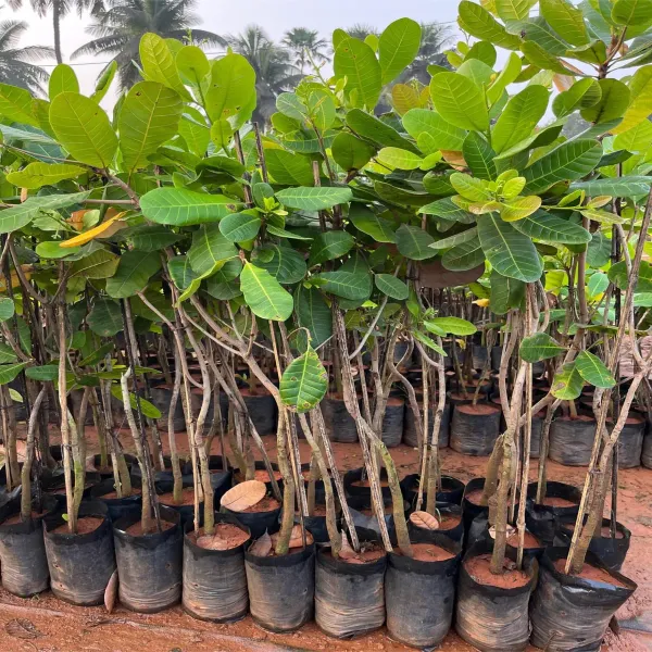 Cashew_Vri_3_Nut_Kaju_Grafted_Fruit_Plants_Tree_1_5_3_Feet_Size