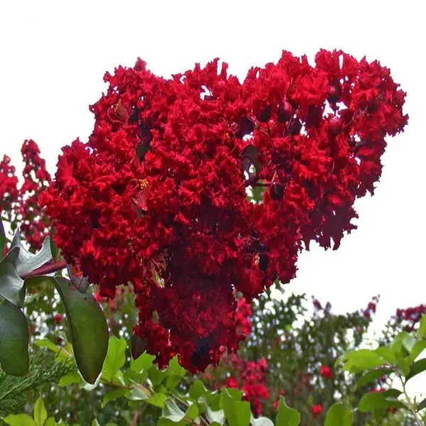 Red_Colour_Furush_Flower_Plants_Tree_1_2_Feet_Size