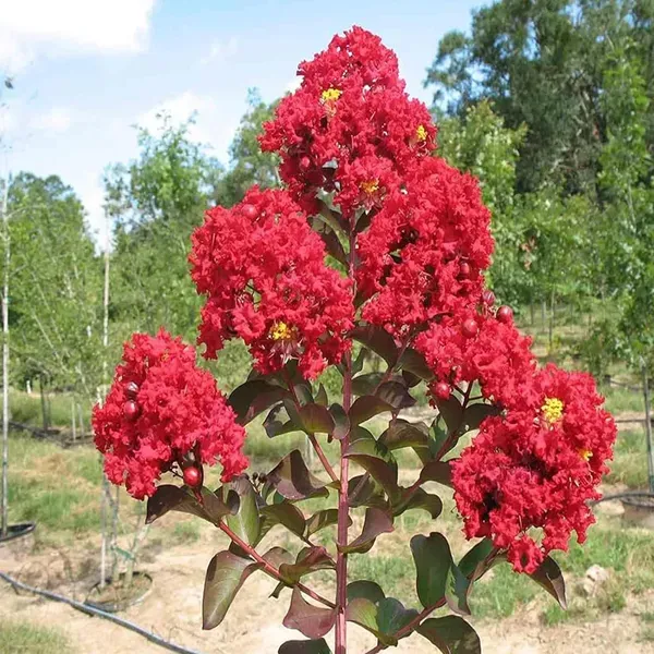 Red_Colour_Furush_Flower_Plants_Tree_1_2_Feet_Size