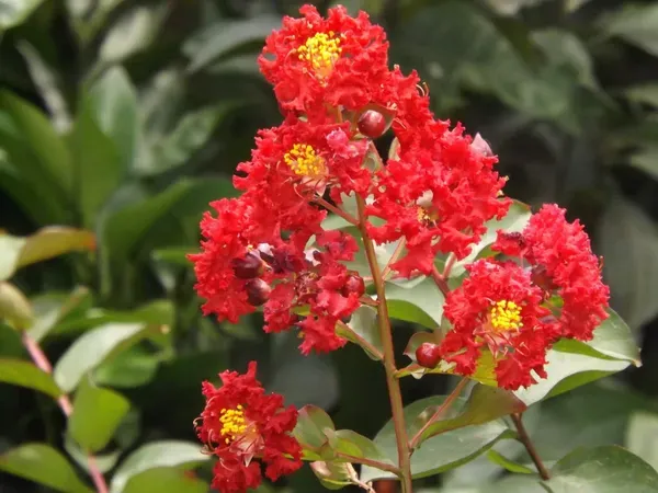 Red_Colour_Furush_Flower_Plants_Tree_1_2_Feet_Size