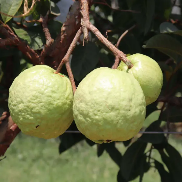 Vnr_Bihi_Guava_Amrood_Fruit_Air_Layering_Grafted_Plants_Tree_1_5_3_Feet