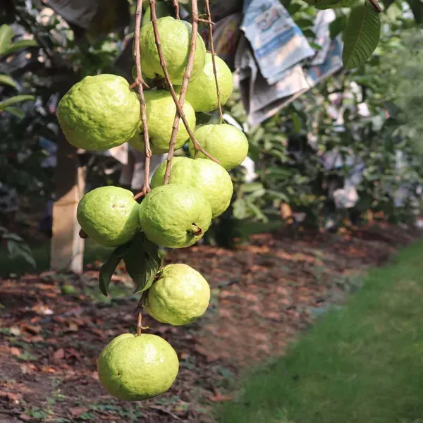 Vnr_Bihi_Guava_Amrood_Fruit_Air_Layering_Grafted_Plants_Tree_1_5_3_Feet