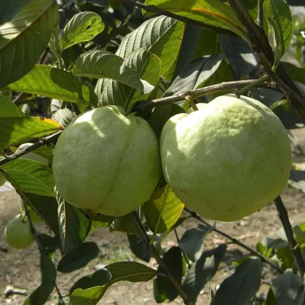 Vnr_Bihi_Guava_Amrood_Fruit_Air_Layering_Grafted_Plants_Tree_1_5_3_Feet