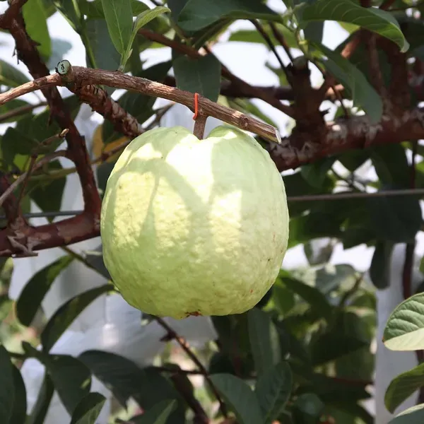Vnr_Bihi_Guava_Amrood_Fruit_Air_Layering_Grafted_Plants_Tree_1_5_3_Feet