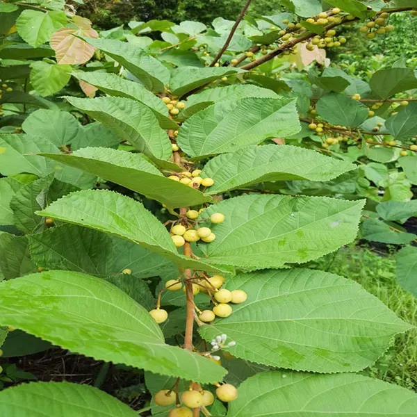 Phalsa_Falsa_Berry_Fruit_Air_Layering_Grafted_Plants_Tree_1_5_3_Feet_Si