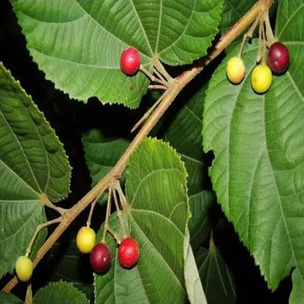 Phalsa_Falsa_Berry_Fruit_Air_Layering_Grafted_Plants_Tree_1_5_3_Feet_Si
