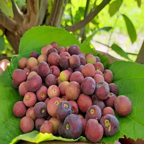 Phalsa_Falsa_Berry_Fruit_Air_Layering_Grafted_Plants_Tree_1_5_3_Feet_Si