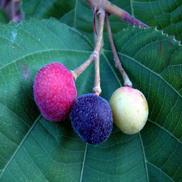 Phalsa_Falsa_Berry_Fruit_Air_Layering_Grafted_Plants_Tree_1_5_3_Feet_Si