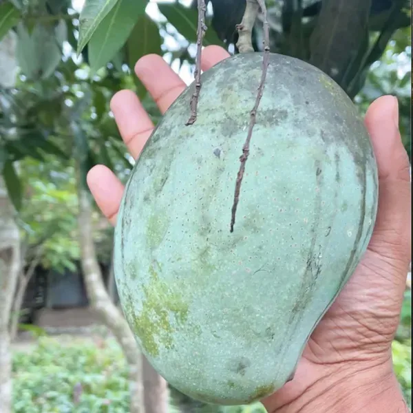Mallika_Mango_Grafted_Aam_Fruit_Plants_Tree_1_5_3_Feet_Size