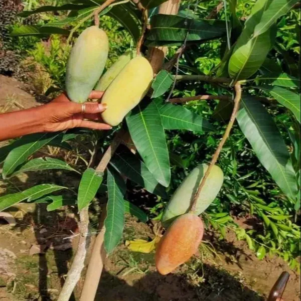 Red_Banana_Mango_Grafted_Aam_Fruit_Plants_Tree_1_5_3_Feet_Size