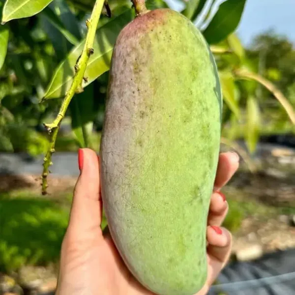 Red_Banana_Mango_Grafted_Aam_Fruit_Plants_Tree_1_5_3_Feet_Size