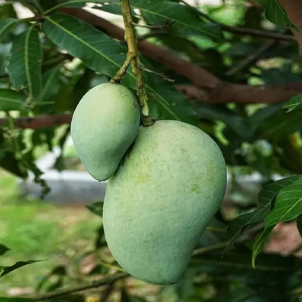 Vastra_All_Time_Mango_Grafted_Aam_Fruit_Plants_Tree_1_5_3_Feet_Size