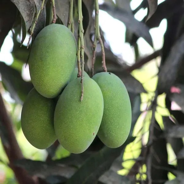 Vastra_All_Time_Mango_Grafted_Aam_Fruit_Plants_Tree_1_5_3_Feet_Size
