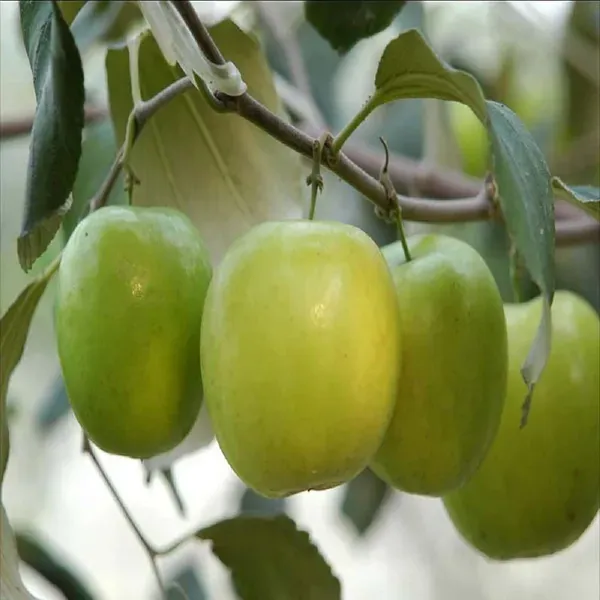 B_U_Green_Apple_Ber_Jujube_Kul_Grafted_Fruit_Plants_Tree_1_2_Feet_Size