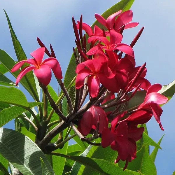 Red_Colour_Kat_Chapa_Champa_Plumeria_Flower_Plants_Tree_1_2_Feet_Size