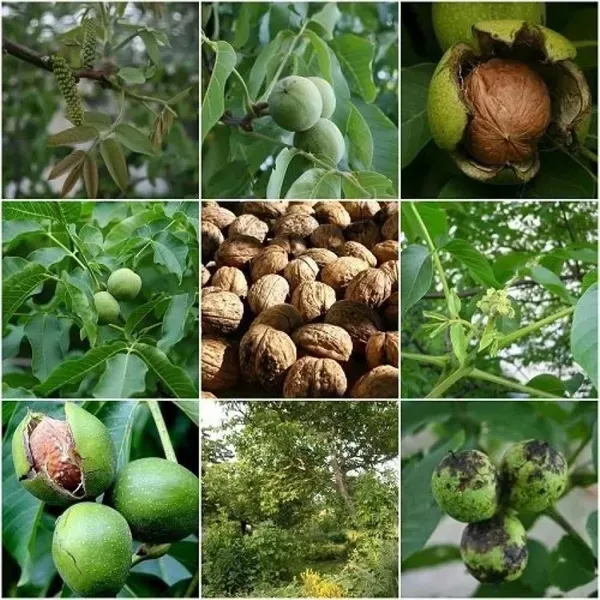 Walnuts_Akhrot_Fruit_Grafted_Plants_Tree_1_5_3_Feet_Size
