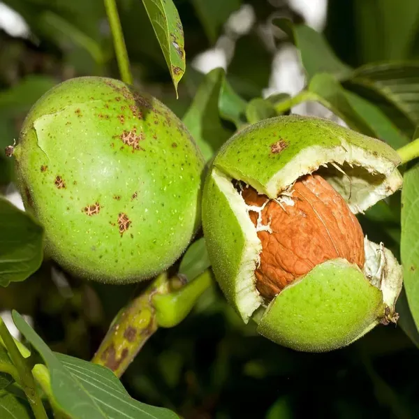 Walnuts_Akhrot_Fruit_Grafted_Plants_Tree_1_5_3_Feet_Size