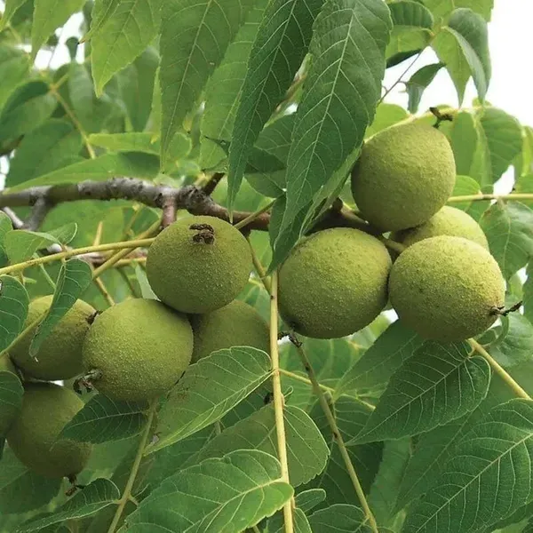 Walnuts_Akhrot_Fruit_Grafted_Plants_Tree_1_5_3_Feet_Size