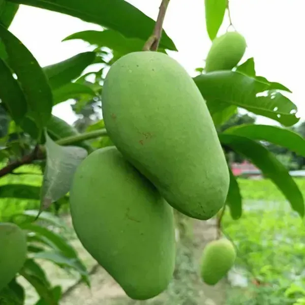 3_Taste_Three_Taste_Mango_Grafted_Aam_Fruit_Plants_Tree_1_5_3_Feet_Size