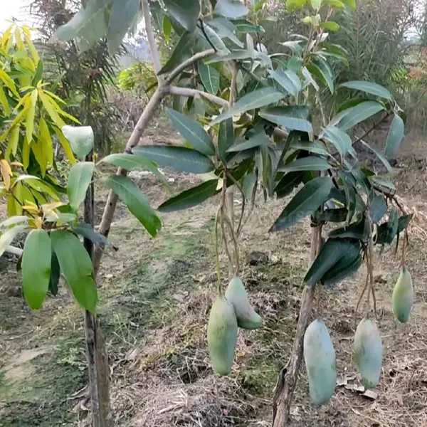 3_Taste_Three_Taste_Mango_Grafted_Aam_Fruit_Plants_Tree_1_5_3_Feet_Size