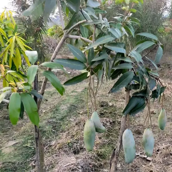 3_Taste_Three_Taste_Mango_Grafted_Aam_Fruit_Plants_Tree_1_5_3_Feet_Size