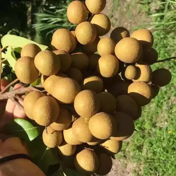 Diamond_River_Dragon_Eye_Longan_Grafted_Fruit_Plants_Tree_1_2_Feet_Size