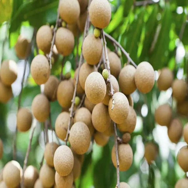 Diamond_River_Dragon_Eye_Longan_Grafted_Fruit_Plants_Tree_1_2_Feet_Size