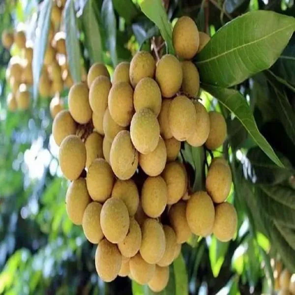 Diamond_River_Dragon_Eye_Longan_Grafted_Fruit_Plants_Tree_1_2_Feet_Size