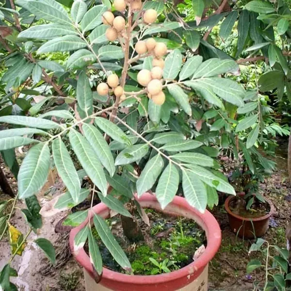 Diamond_River_Dragon_Eye_Longan_Grafted_Fruit_Plants_Tree_1_2_Feet_Size