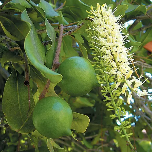 Macadamia_Nut_Fruit_Plants_Tree_1_2_Feet_Size