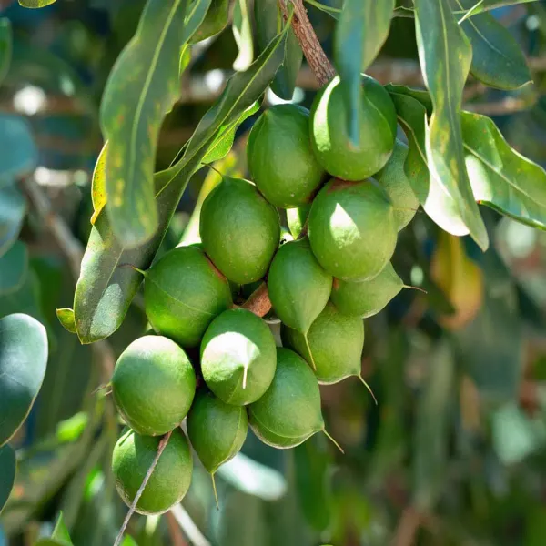 Macadamia_Nut_Fruit_Plants_Tree_1_2_Feet_Size