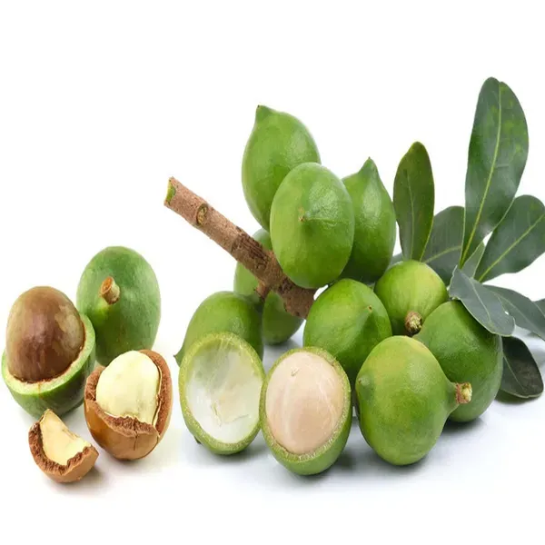 Macadamia_Nut_Fruit_Plants_Tree_1_2_Feet_Size