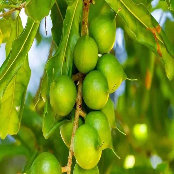 Macadamia_Nut_Fruit_Plants_Tree_1_2_Feet_Size