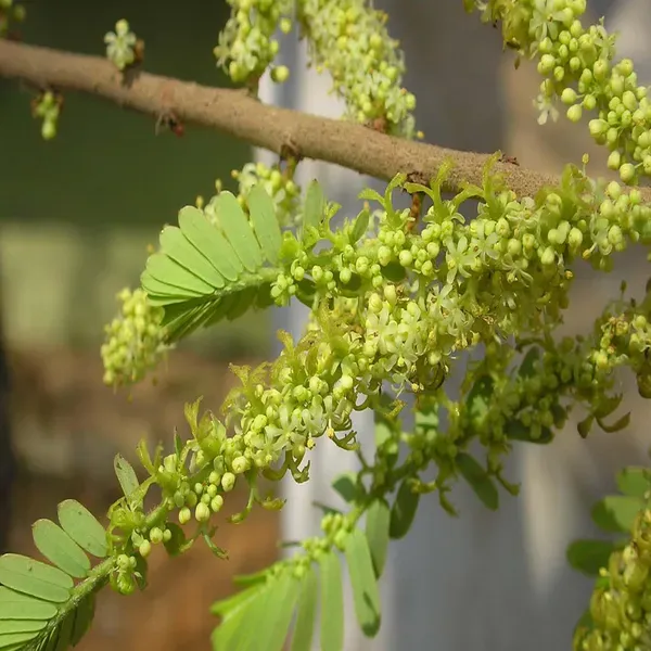 Green_Gooseberries_Amla_Amlaki_Fruit_Grafted_Plants_Tree_1_5_3_Feet_Size