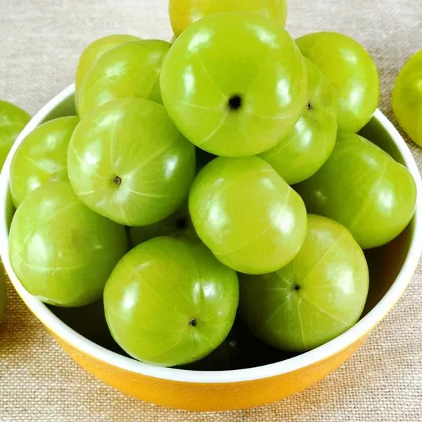 Green_Gooseberries_Amla_Amlaki_Fruit_Grafted_Plants_Tree_1_5_3_Feet_Size