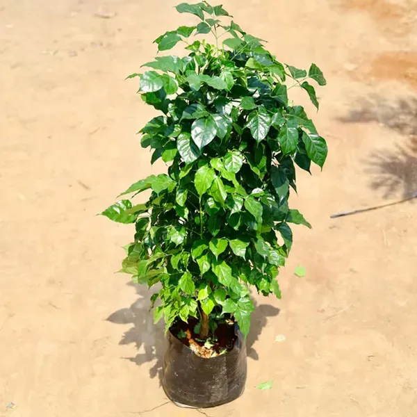 China_Doll_Ornamental_Plants_Tree_1_5_3_Feet_Size