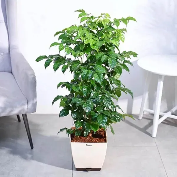 China_Doll_Ornamental_Plants_Tree_1_5_3_Feet_Size
