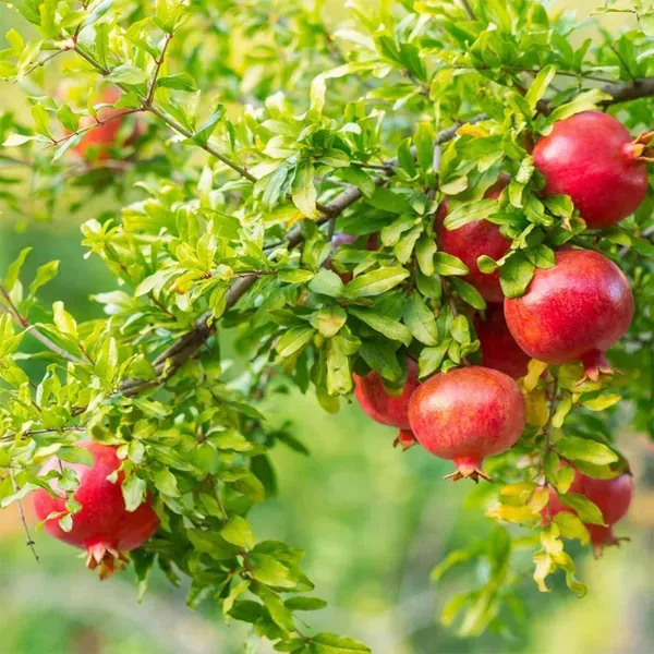 Gm2_Pomegranate_Fruit_Air_Layering_Grafted_Anar_Plants_Tree_1_5_3_Feet
