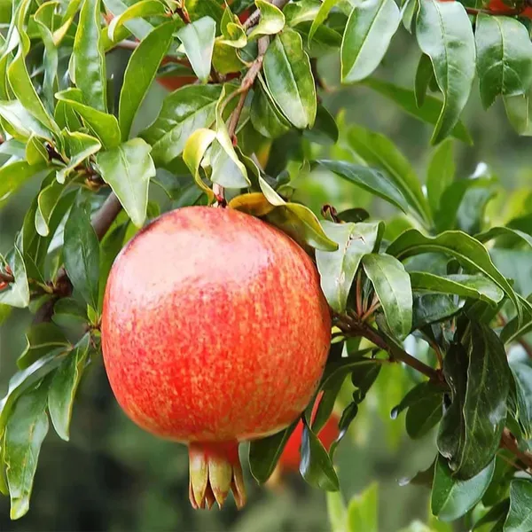 Gm2_Pomegranate_Fruit_Air_Layering_Grafted_Anar_Plants_Tree_1_5_3_Feet