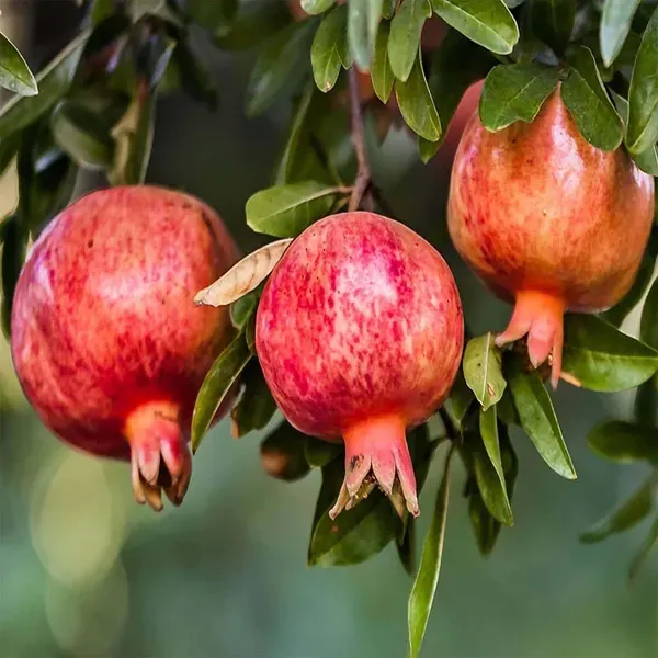 Gm2_Pomegranate_Fruit_Air_Layering_Grafted_Anar_Plants_Tree_1_5_3_Feet