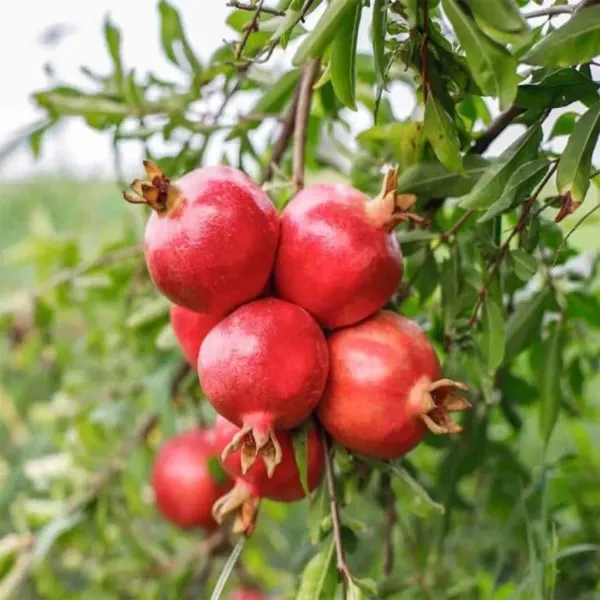 Gm2_Pomegranate_Fruit_Air_Layering_Grafted_Anar_Plants_Tree_1_5_3_Feet