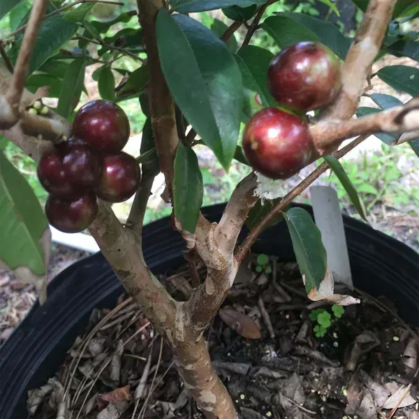 Jabuticaba_Escarlate_Fruit_Plants_Tree_1_5_3_Feet_Size