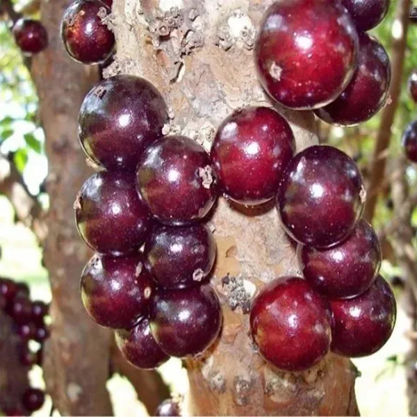 Jabuticaba_Escarlate_Fruit_Plants_Tree_1_5_3_Feet_Size