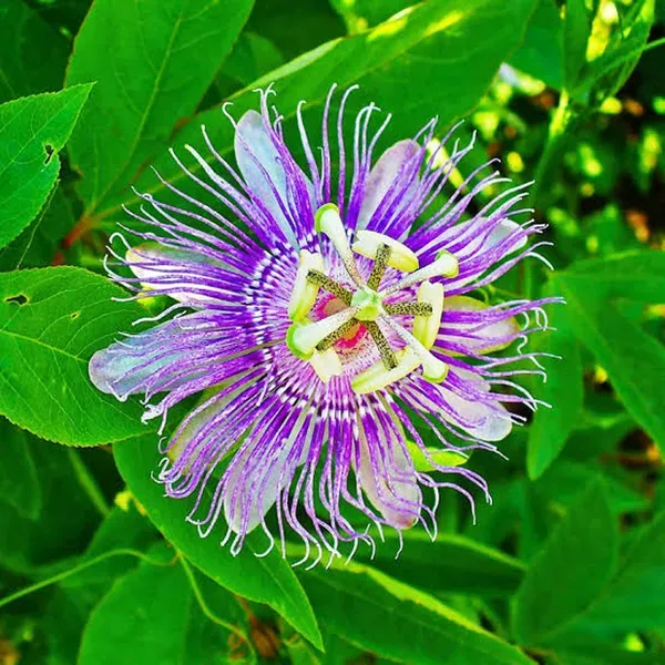 Purple_Colour_Jhumko_Lata_Krishna_Kamal_Rakhi_Bel_Passion_Climbers_Flower_P