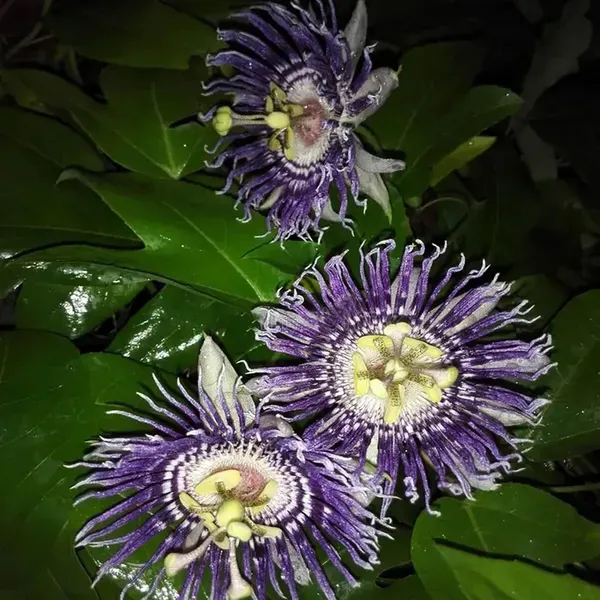Purple_Colour_Jhumko_Lata_Krishna_Kamal_Rakhi_Bel_Passion_Climbers_Flower_P