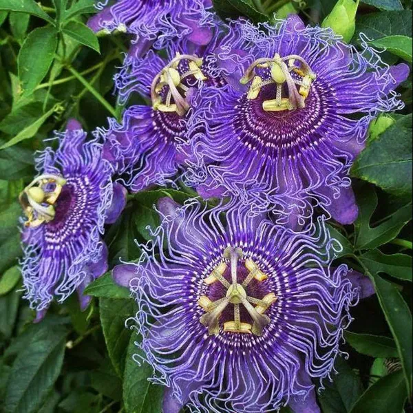 Purple_Colour_Jhumko_Lata_Krishna_Kamal_Rakhi_Bel_Passion_Climbers_Flower_P