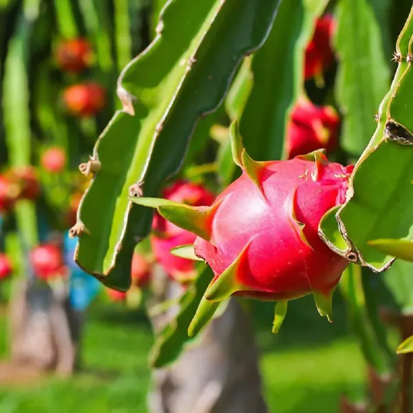 Dragon_Pink_Fruit_Cutting_Grafted_Plants_Tree_1_2_Feet_Size