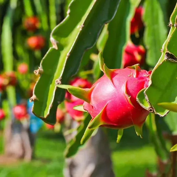 Dragon_Pink_Fruit_Cutting_Grafted_Plants_Tree_1_2_Feet_Size