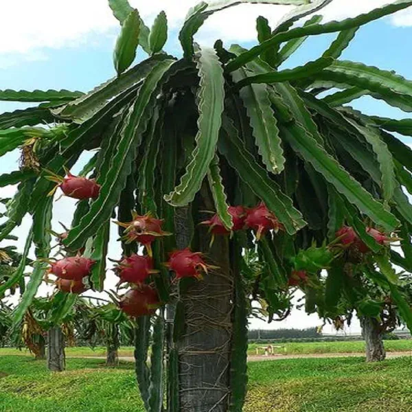 Dragon_Pink_Fruit_Cutting_Grafted_Plants_Tree_1_2_Feet_Size