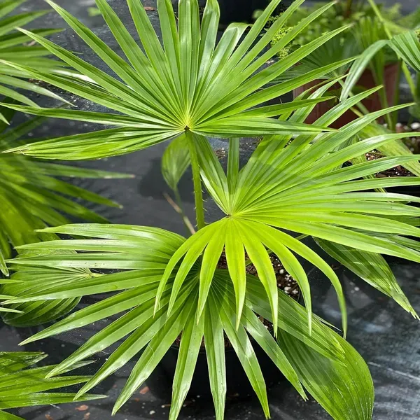 Chinese_Fan_Palm_Ornamental_Plants_Tree_1_5_3_Feet_Size